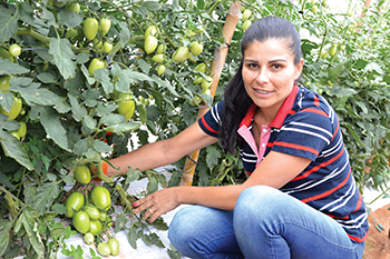 CRESCIMENTO — Edvânia mostra tomate com mais cachos após aplicação