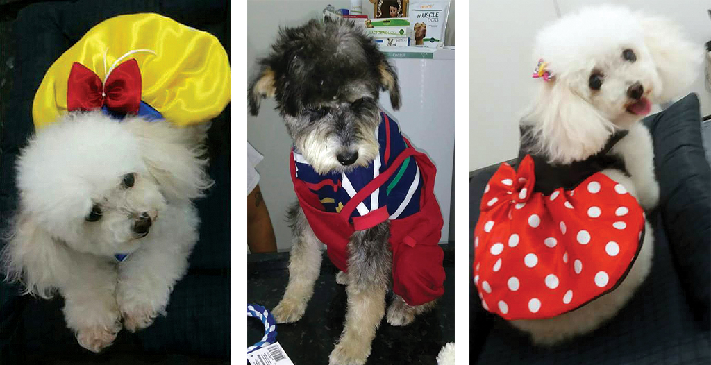“MODELITOS’ — Há diversidades de modelos para os cachorrinhos, machos ou fêmeas