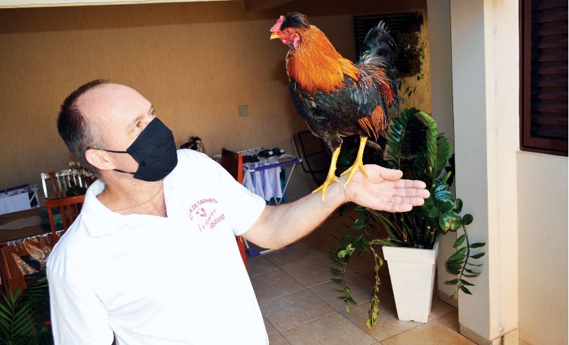 Um galo de estimação? É possível, mostra família de Santa Cruz