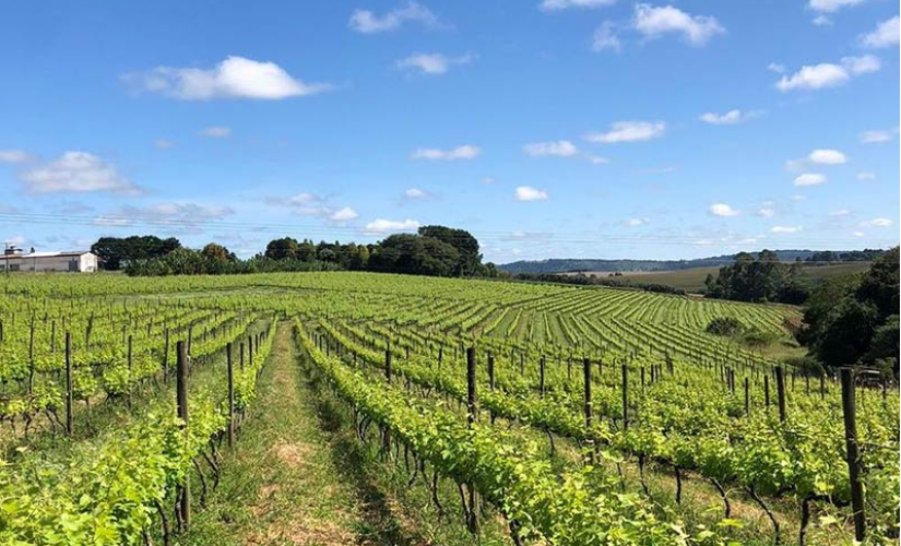 Vinhos de inverno e o milagre da dupla poda