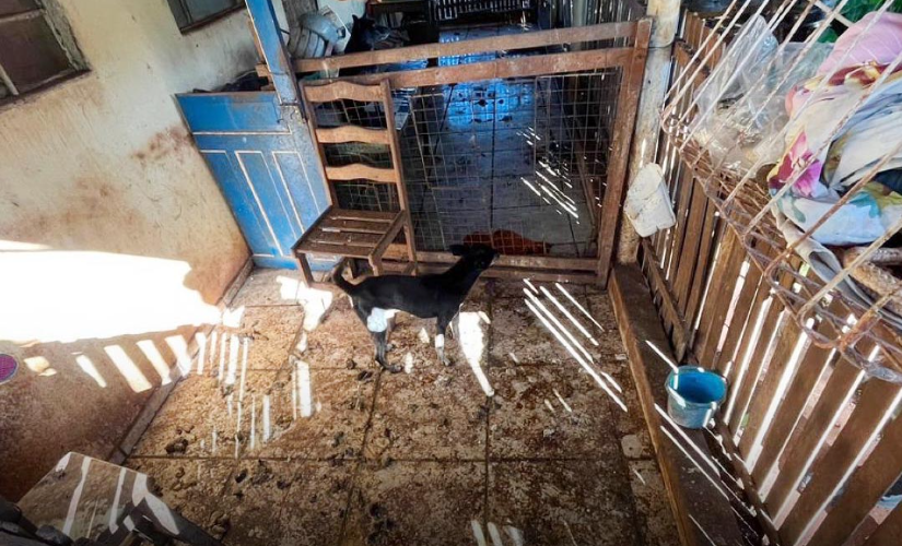 Mulher é presa por maus tratos de animais em S. Cruz