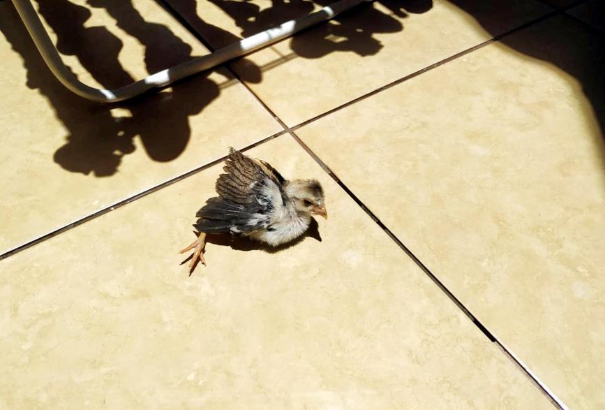 Desde quando era apenas um pintinho, “Titi” foi criado livre e solto