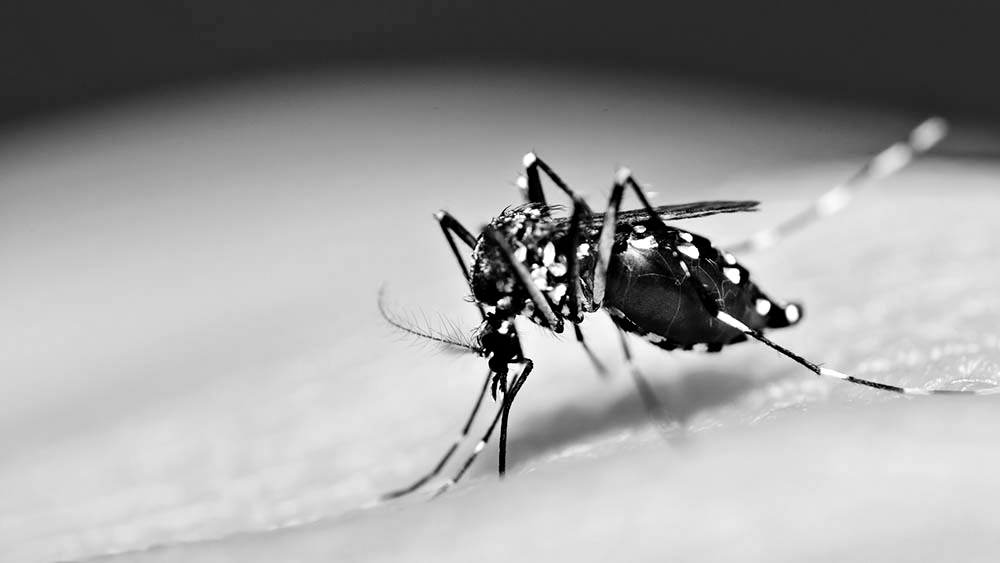 Com 4,8 mil casos de dengue, Bauru realiza ações para combater o mosquito