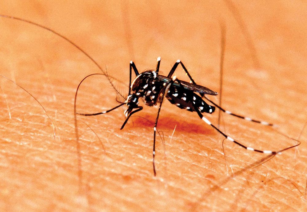 Dengue avança e chega a 581 casos em Santa Cruz do Rio Pardo
