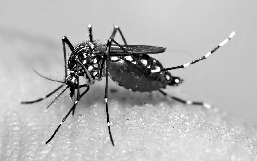 MPF pede informações sobre combate à dengue na região noroeste paulista