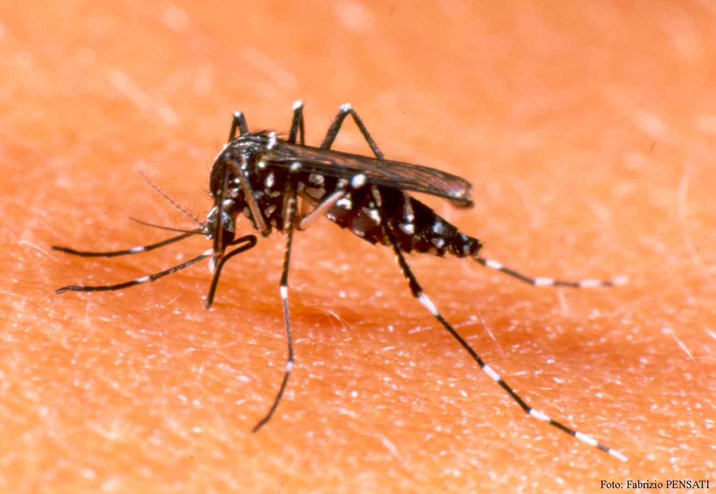 Município está há 13  dias sem novos casos de dengue