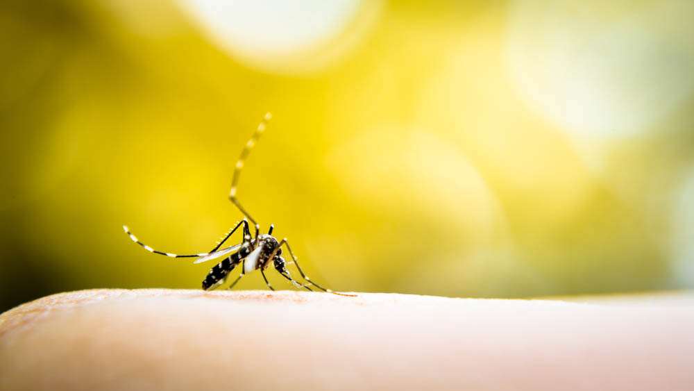 Dengue voltou a Santa Cruz em agosto, com um caso confirmado