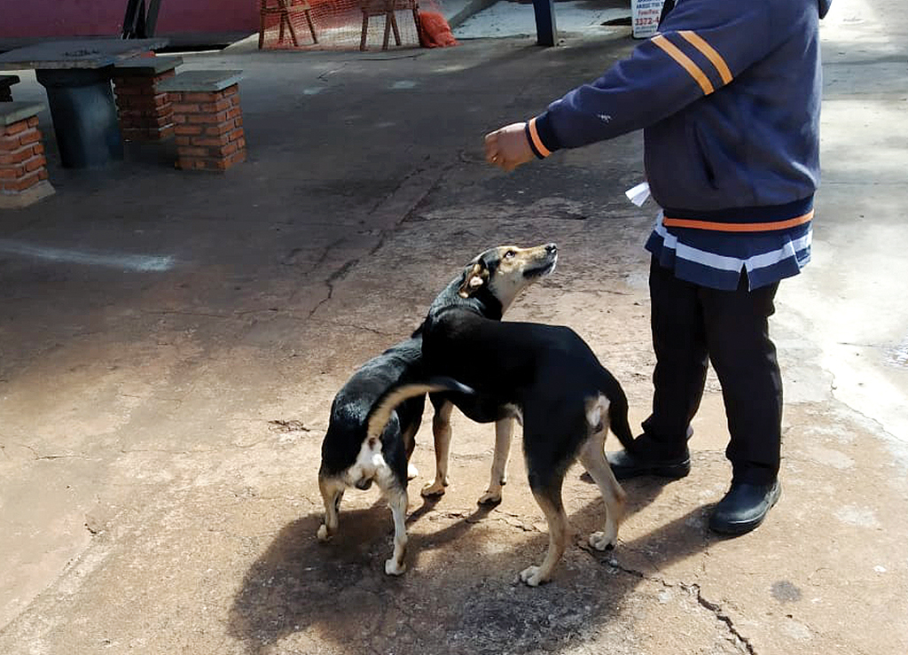Cães 'mascotes' são expulsos do ginásio