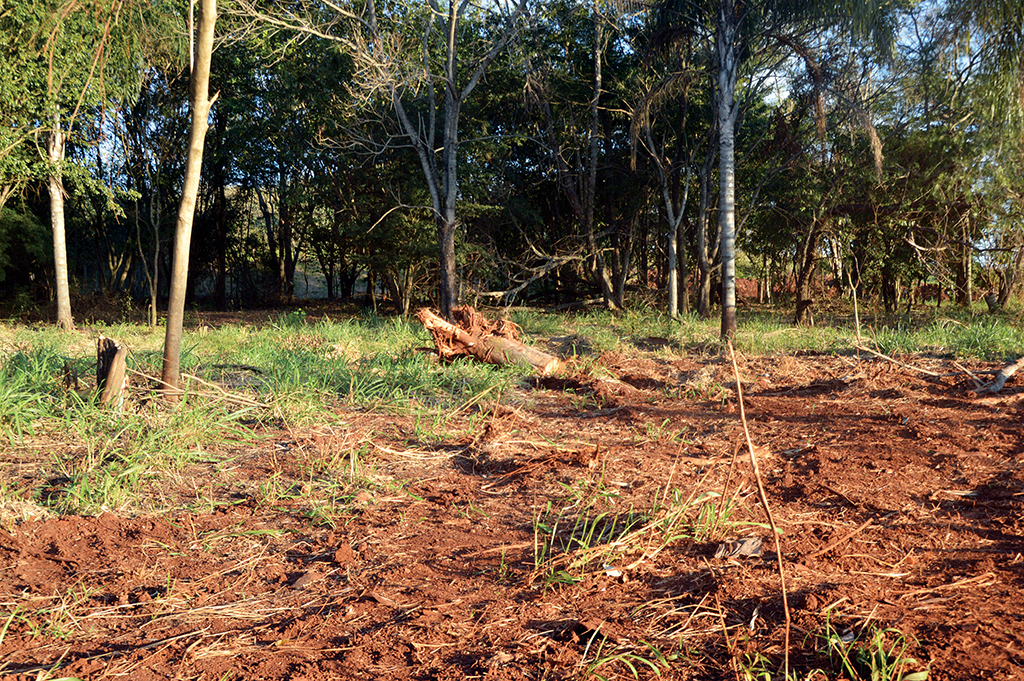 Para criar nova área verde, governo corta árvores