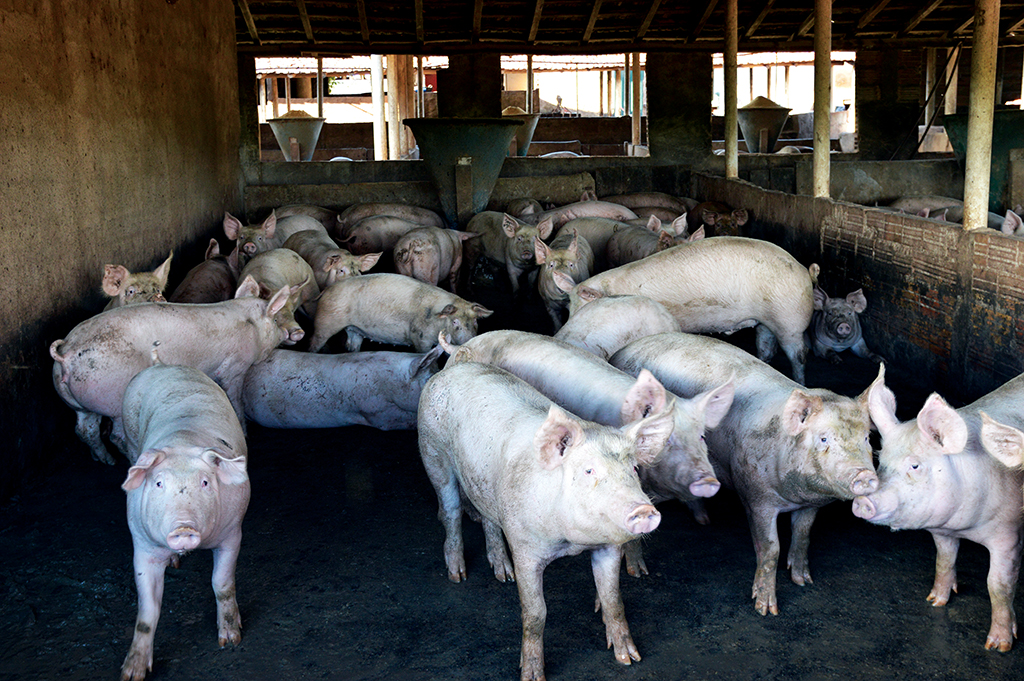 Granja de porcos volta a incomodar população com forte mau cheiro