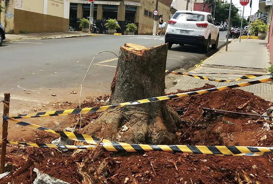 Prefeitura corta mais árvores