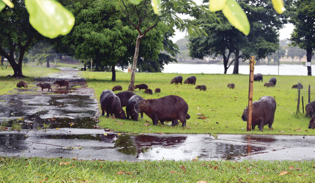 Isolamento do lago municipal de Ipaussu começou na semana passada