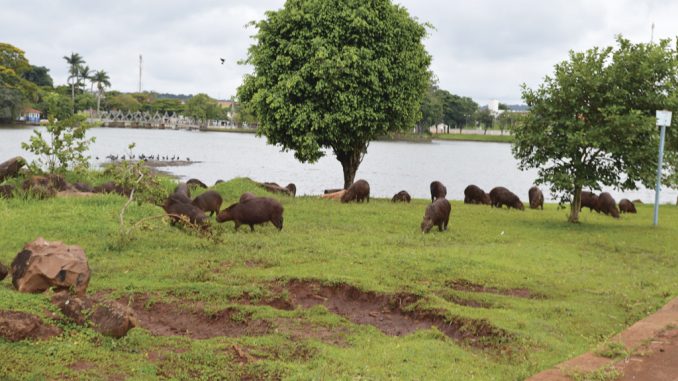 Foto: Sérgio Fleury