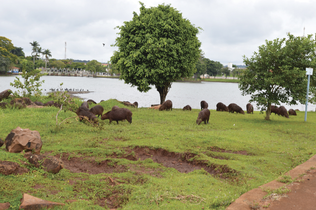 78 ideias de Capivaras  capivaras, capivara, fotos de capivara