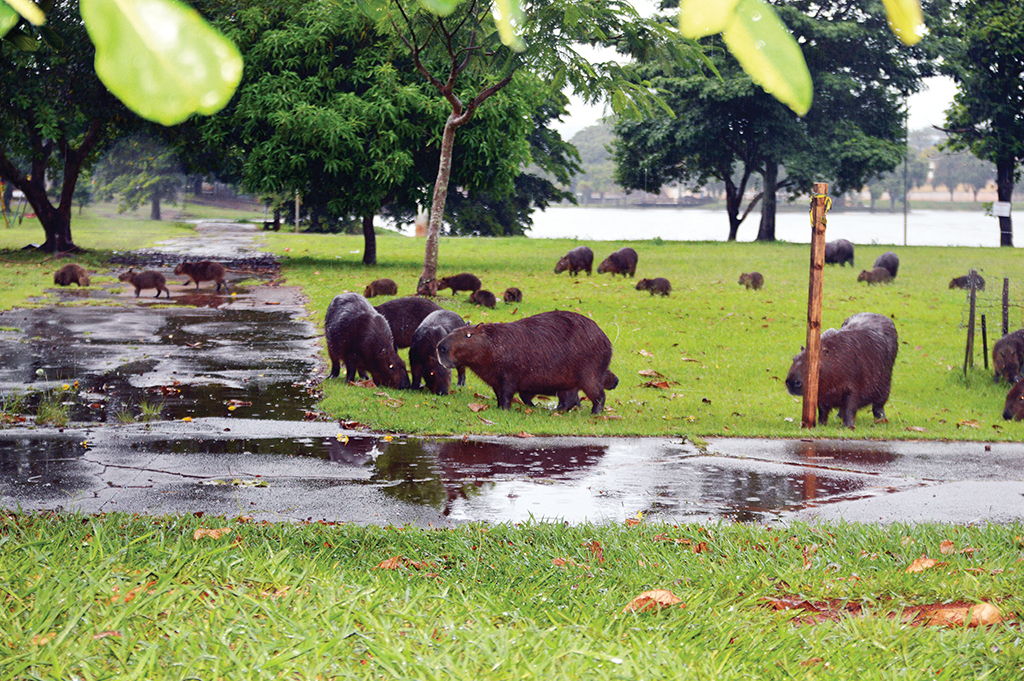 78 ideias de Capivaras  capivaras, capivara, fotos de capivara